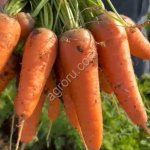 Морковь оптом