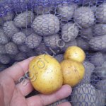 Картофель семенной ГАла