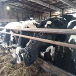 Черно пестрая порода