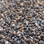 Семена сосны обыкновенной