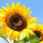 Семена подсолнечника Pioneer