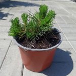 Горные сосны в ассортименте