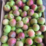 Свежие яблоки сорт Женева