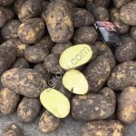 Картофель оптом свежий