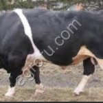 Быки, Коровы