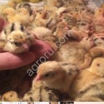 Цыплята перепелов