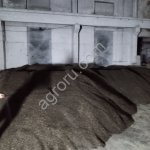 Семечка подсолнечника