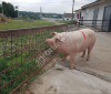 Поросята 7-50 кг (с Комплекса)