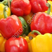 Перец болгарский сладкий