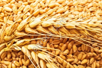 <span>пшеница</span> класс