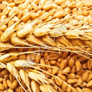 Пшеница класс