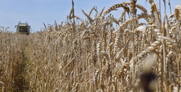 Ожидаем новый рекорд по зерну -Краткий обзор рынка