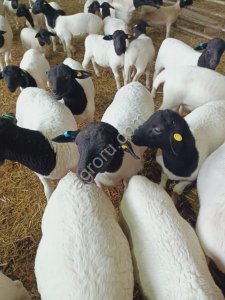 Ярка Дорпер / Dorper