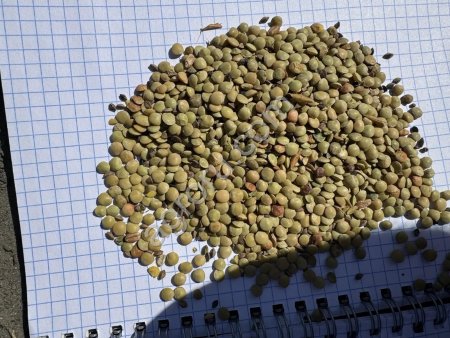 Чечевица зелёная