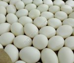 инкубационное яйцо уток и гусей