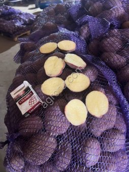 Картофель оптом от фермерского хозяйства.