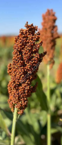 СЕНТИНЕЛ ИГ ЗЕРНОВОЕ СОРГО