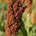 СЕНТИНЕЛ ИГ ЗЕРНОВОЕ СОРГО