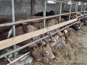 телки породы Джерси и Красношведскаяна доращивание и покрытие