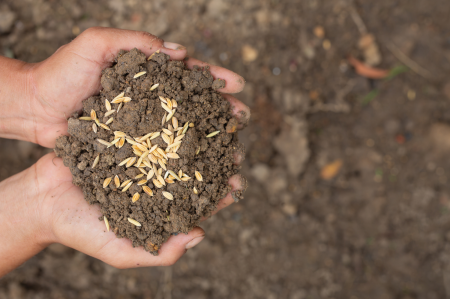 Севооборот и чередование сельхозкультур: секреты эффективного земледелия