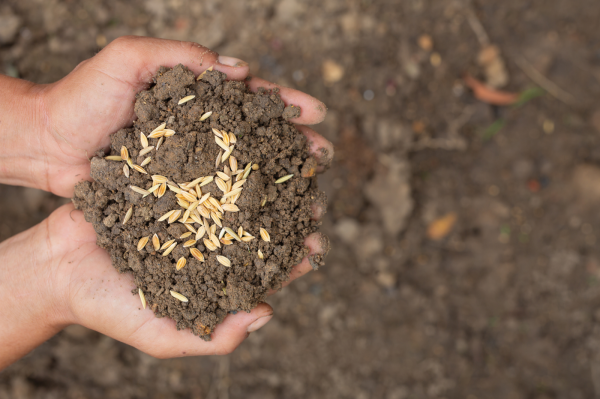 Севооборот и чередование сельхозкультур: секреты эффективного земледелия