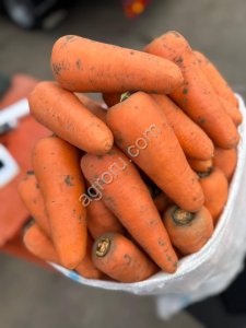 Морковь столовая оптом