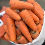 Морковь столовая оптом