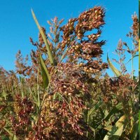 Суданская трава Кинельская 100 (РС1)