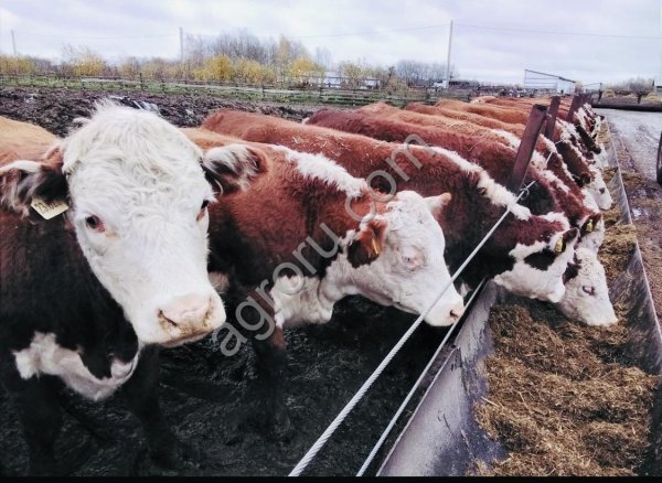 Нетели Герефорд