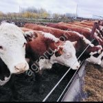 Нетели Герефорд