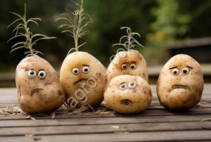 Картофель сортов гала, винета, ред скарлет, родриго, лили, королева Анна и др.