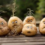 Картофель сортов гала, винета, ред скарлет, родриго, лили, королева Анна и др.