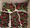 Купить тюльпаны оптом