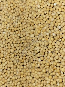 Горчица жёлтая, белая