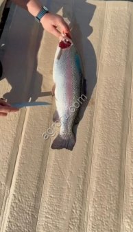 Форель оптом из Осетии