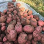 Картофель семенной