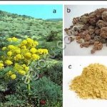 Asafoetida порошок корней ферулы