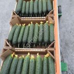 Огурец тепличный колючий среднеплодный Святогор Премиум