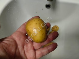 Семенной картофель, разные сорта