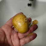 Семенной картофель, разные сорта