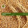Семена пшеницы Сансет KWS (Рс1)