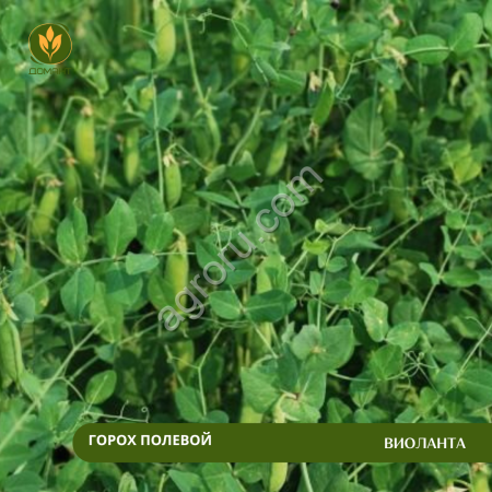 Горох полевой Виоланта