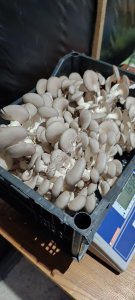 Грибы вешенки свежие