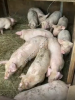 Свиньи, Поросята(оптом)