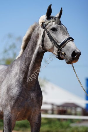 Молодая кобыла в спорт