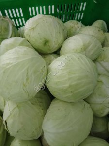 Капуста свежая оптом от производителя (Сызранский район, Самарская область)
