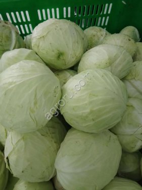 Капуста свежая оптом от производителя (Сызранский район, Самарская область)