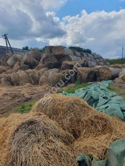 Солома ячменная