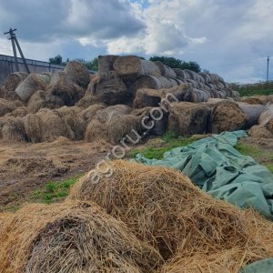 Солома ячменная