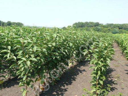 Саженцы плодовые